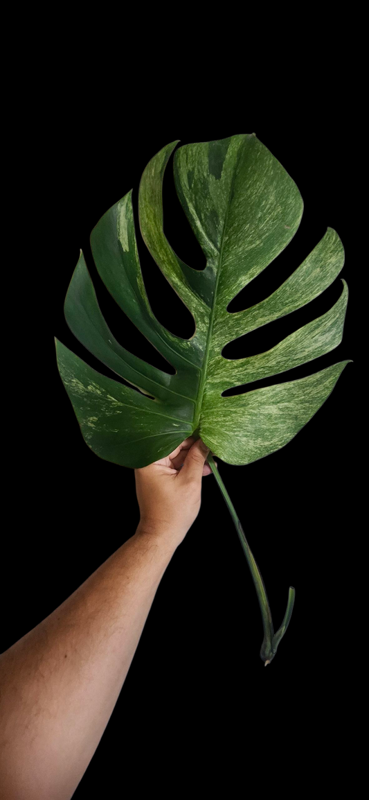 Monstera Mint Top Cut reserved for Dia Rodriguez
