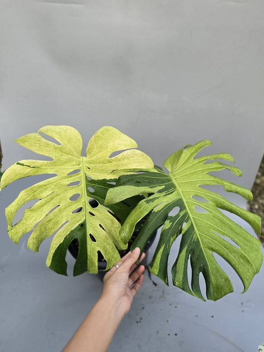 Monstera White Tear +5% Pay in 4 + Int. Ship- Reserve Geici Costa