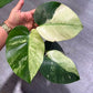 Variegated ZZ & Monstera Mint reserved for Jerry Calacala