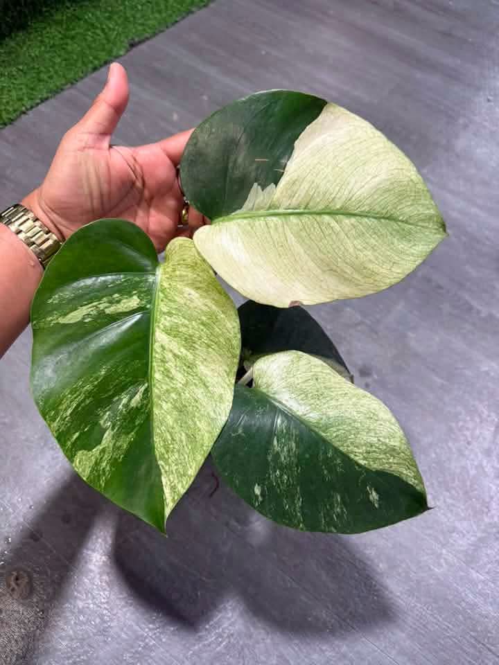 Variegated ZZ & Monstera Mint reserved for Jerry Calacala