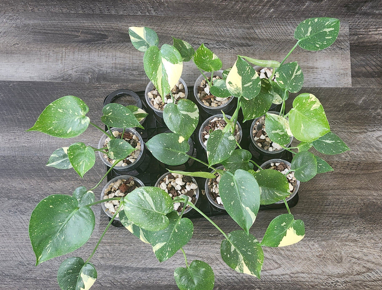 10 Thai Consultation reserved for Carla Roeper