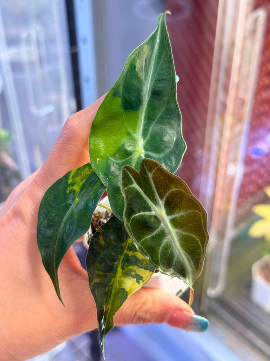 Alocasia Venom + International Shipping + 5% Klarna -Reserved Lisa Scott