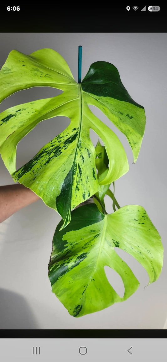 Monstera Light Lime- +5% pay in 4 - Reserved Katherine Moore