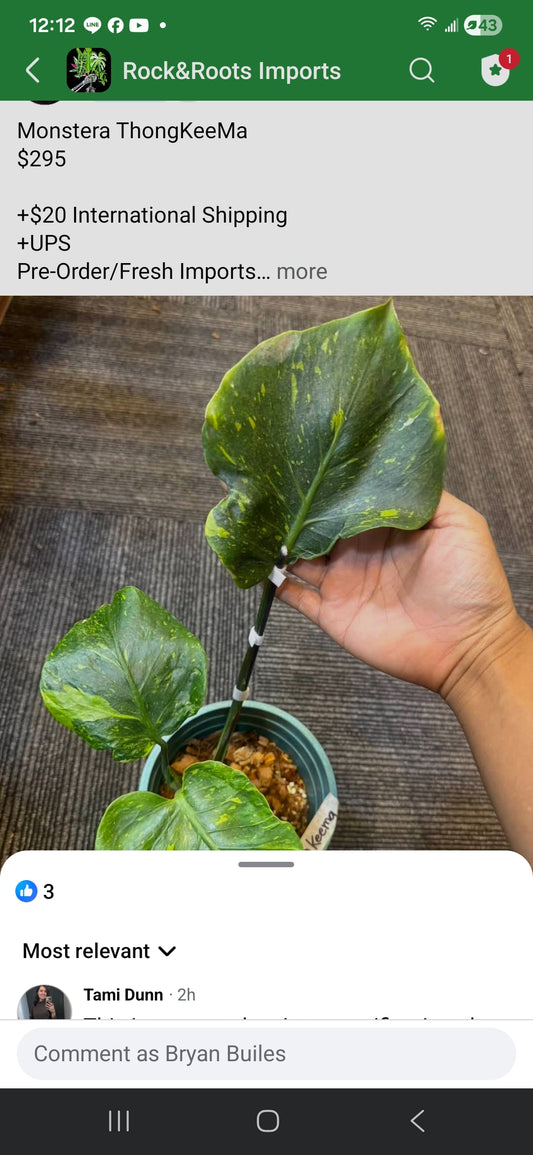 Monstera Thongkeema reserved for Tami Dunn +International Shipping + 5% pay in 4