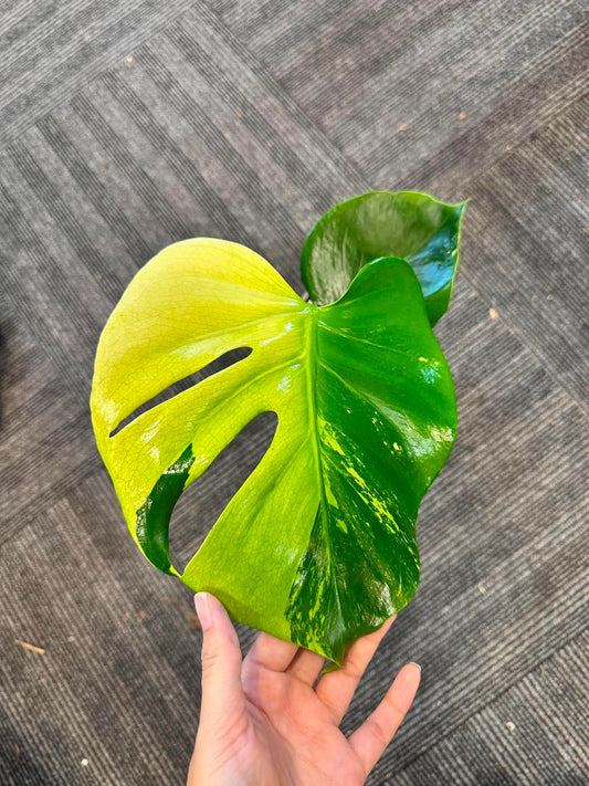 Monstera Blue mint reserved for Tami Dunn +International Shipping +5% pay in 4