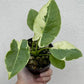 Alocasia Epi silver lime lava & reginae Aurea Reserved for Marrisa Locke