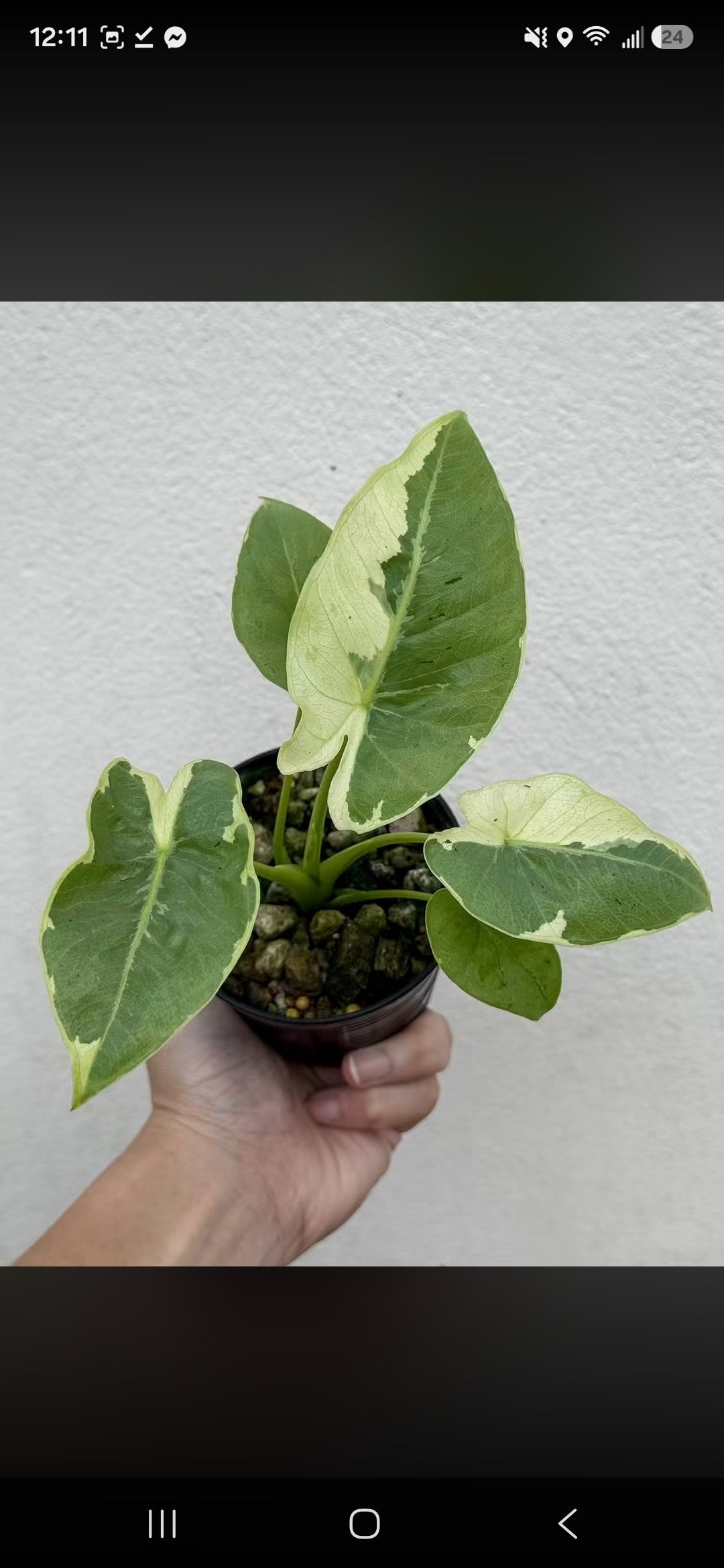 Alocasia Epi silver lime lava & reginae Aurea Reserved for Marrisa Locke