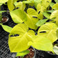 Epi. Devil+ M. Banana+ 5% Klarna+ Air Cargo- Reserved Harmonee Johnson