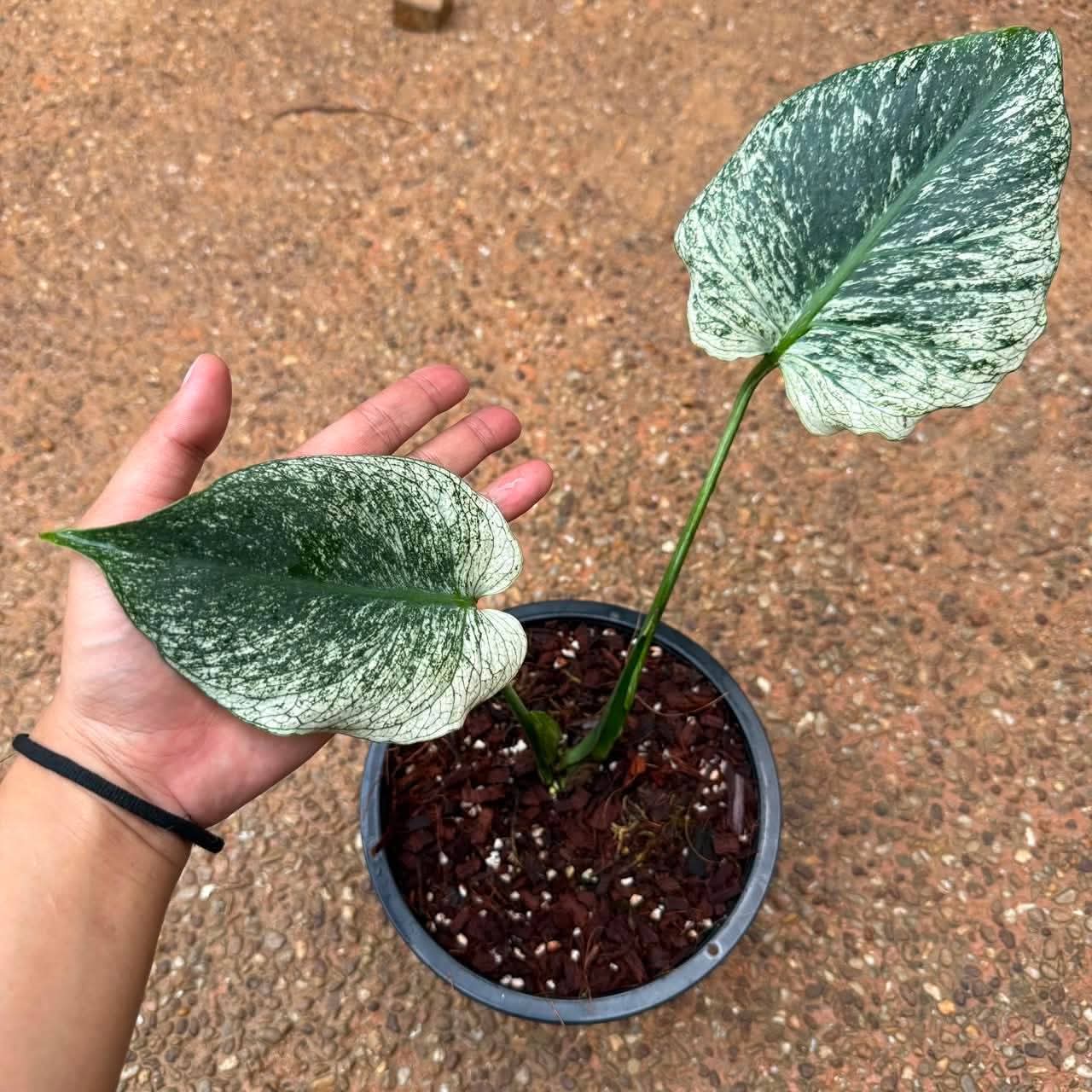 Monstera Devil +International Shipping + 5% Pay in 4- Reserved Niwde Gniragag