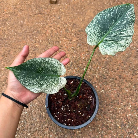 Monstera Devil +International Shipping + 5% Pay in 4- Reserved Niwde Gniragag