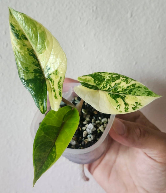 Alocasia Scalprum Aurea "White Cream"-Reserved Marissa Locke