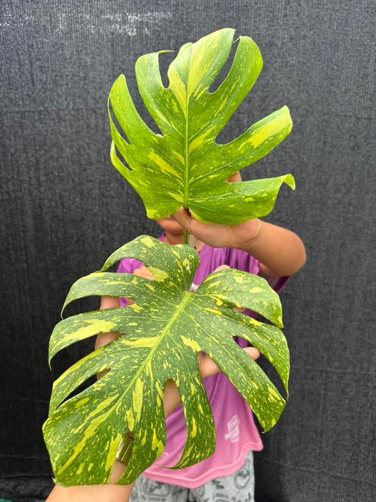 Monstera Ocean Mint + Monstera Electrolyte King + International Shipping  x2 + 5% Pay in 4- Reserved Tami Dunn