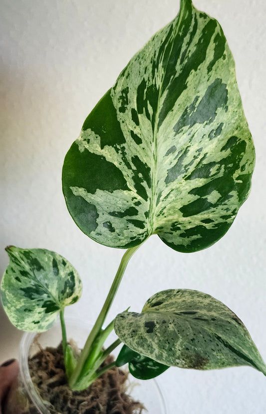 Monstera Bulbasaur #5 - Reserved Maria Tammy Tran