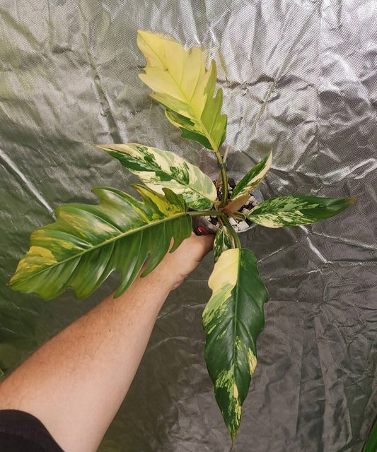 P. Jungle fever and P. Caramel Marble reserved for Jennifer Haustveit