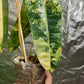 Variegated Billietiae #3 reserved for Aaron Michael Gonzales