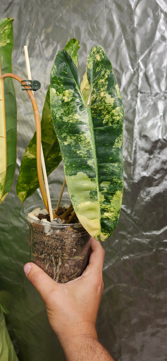 Variegated Billietiae #3 reserved for Aaron Michael Gonzales