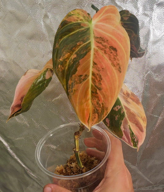 Philodendron Orange Melano reserved for Kristyn Patalita