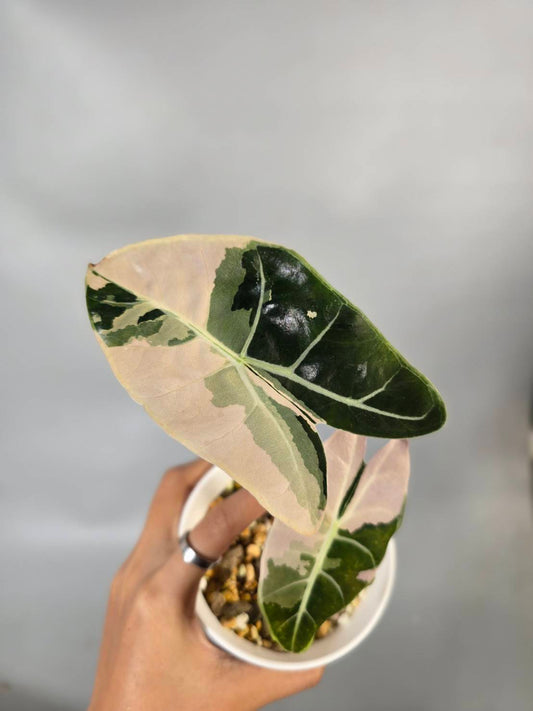 Alocasia Satun Pink - Reserved Sheena Austin