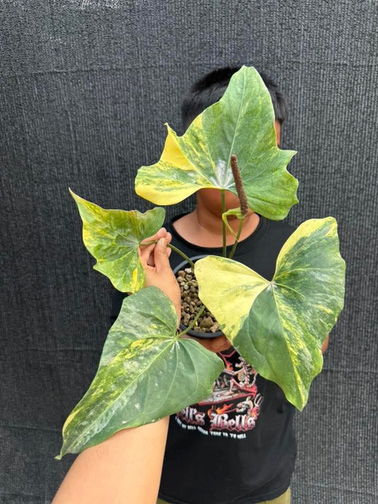 Pterodactyl Variegated-Reserved Chad Popour