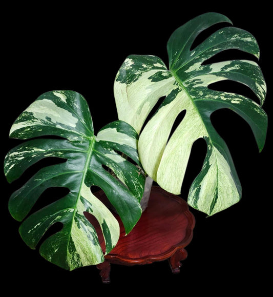 Monstera Mint Bottom Cut Double node reserved for Kaylee Perry