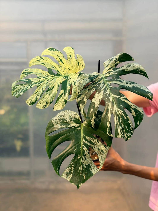 Monstera Bulbasaur, Monstera White Lava- Reserved Marie Ligaya Aguirre-Bunch