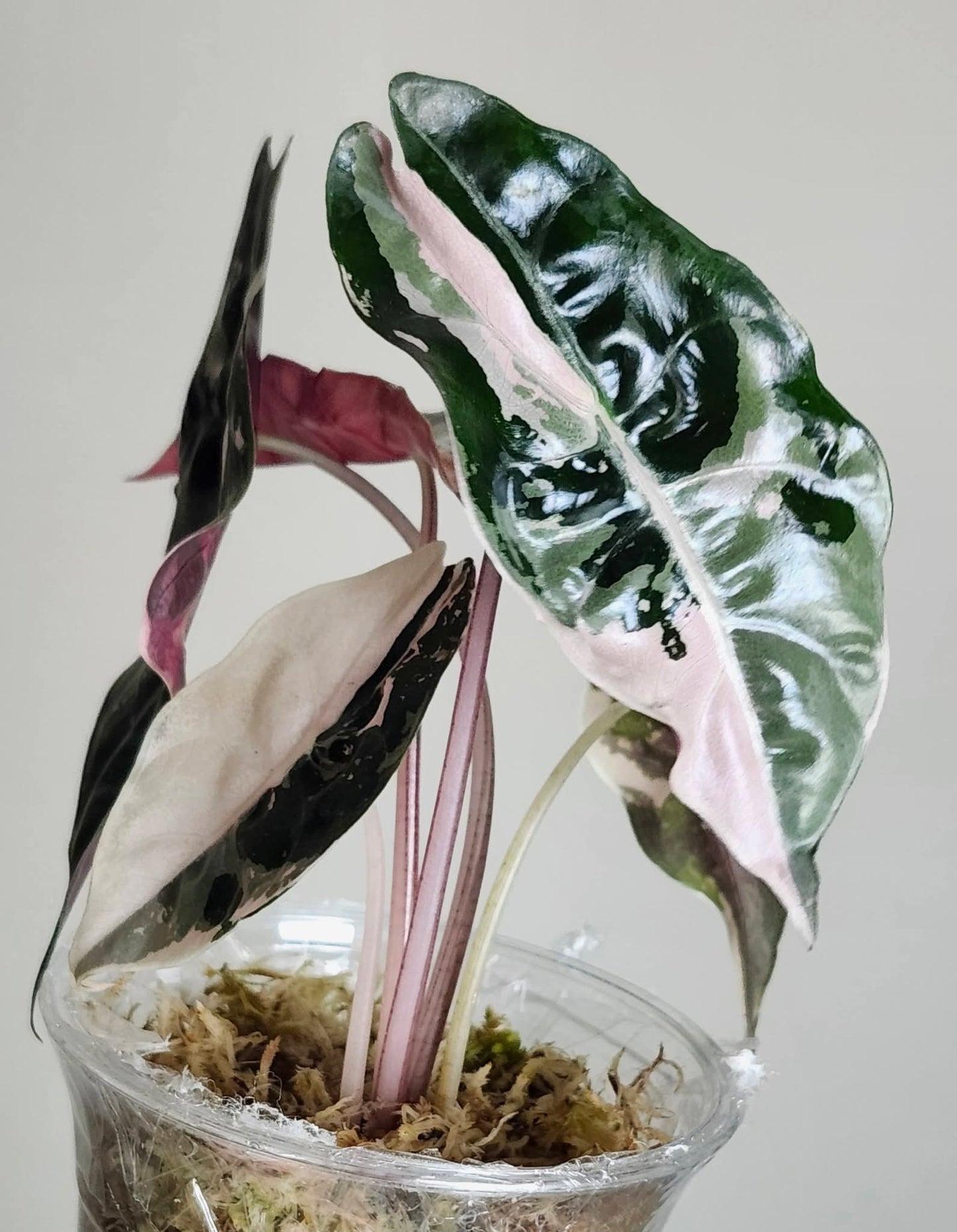 Alocasia Chantrieri Pink reserved for Ronald Tovar