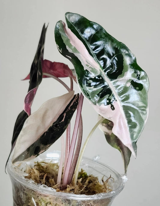 Alocasia Chantrieri Pink reserved for Ronald Tovar