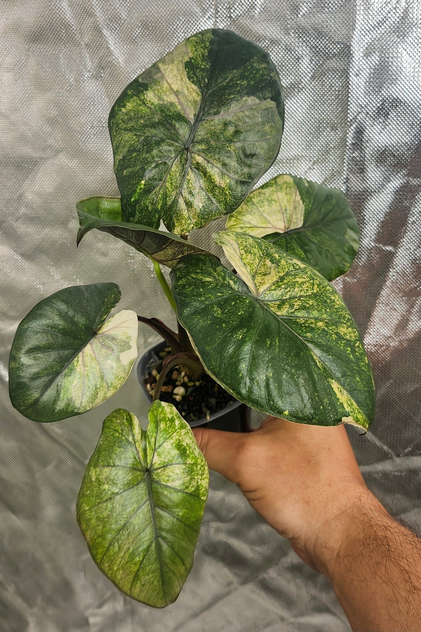 Philodendron Caramel Marble, A. Maharani albo corm, three  A. Thai Amazonica Pink Albo corms and A. Serendipity Gold reserved for Andrea Williams