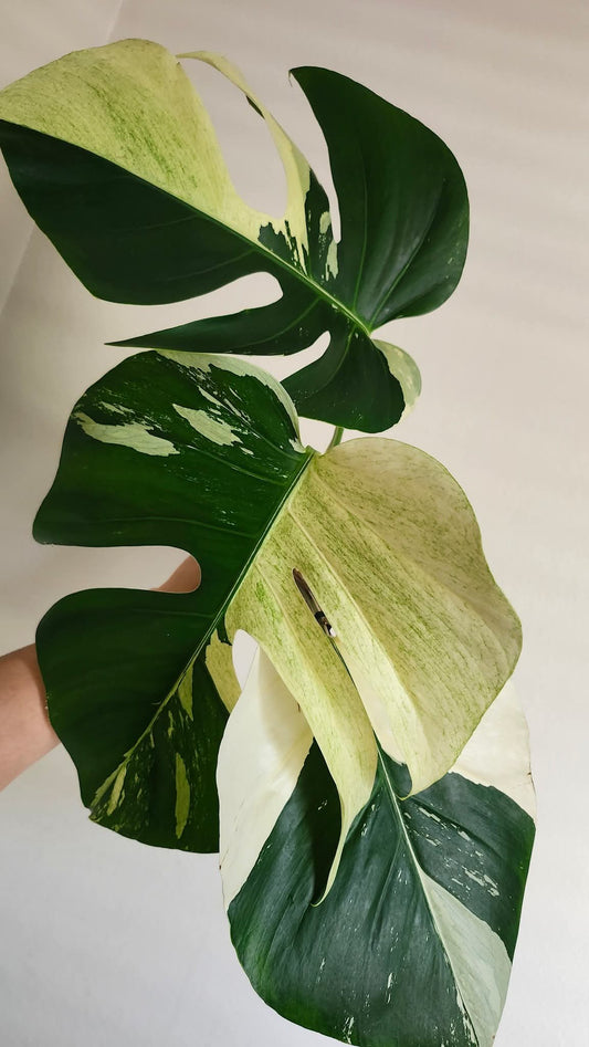 Monstera Mint NOID #4 - Reserved Mandalyn Gluch