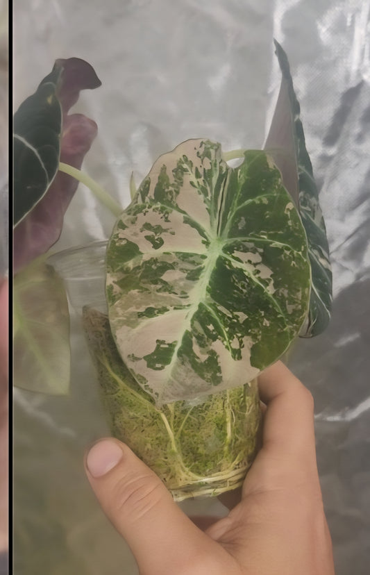 Bundle Philodendron orange melano, Alocasia Black Velvet Pink and black velvet gold reserved for Manny Reyes