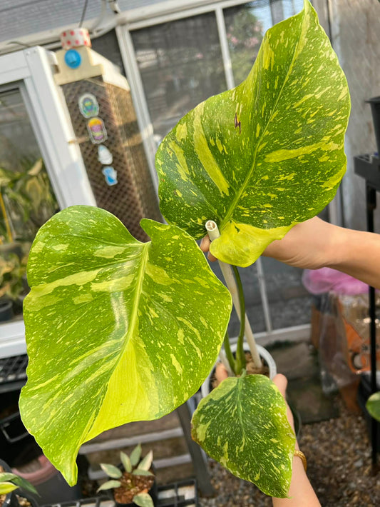 Monstera Electrolyte, Caramel Pink Berry- Reserved Sam Bivans