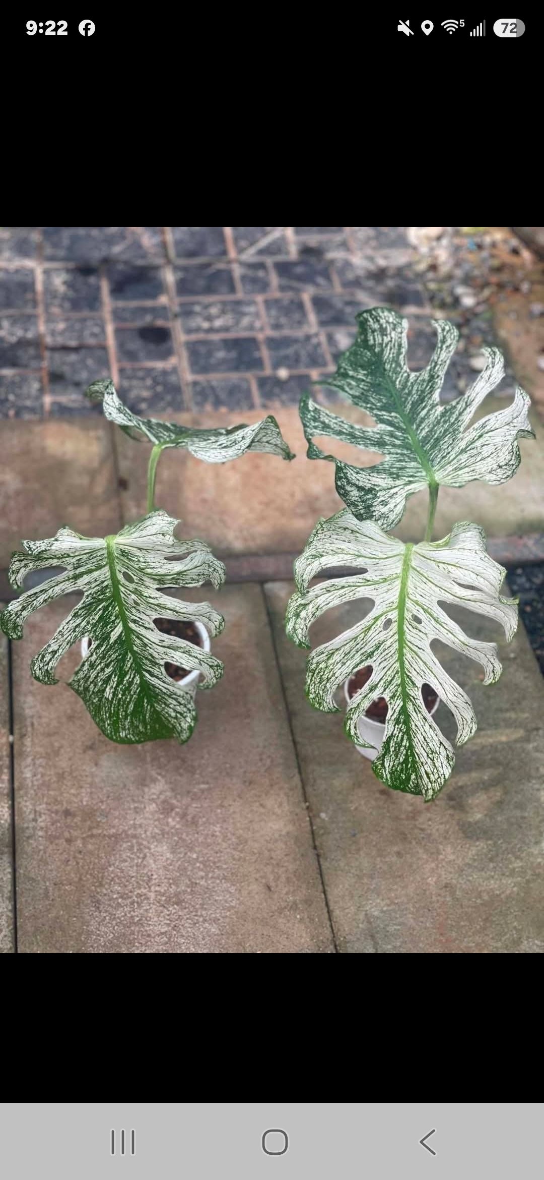 Monstera Devil (Right)- +International Shipping + 5%- Reserved Tami Dunn