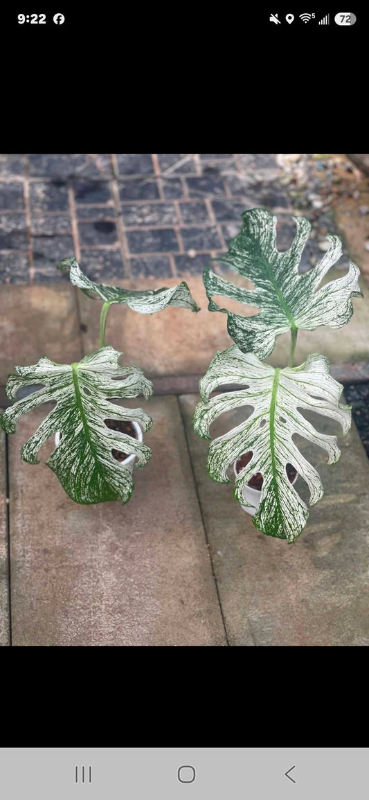 Monstera Devil (Right)- +International Shipping + 5%- Reserved Tami Dunn