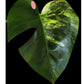 Monstera Aurea Mid Cut #2, #5- Reserved Tori Davis Warren