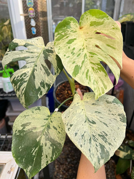 Monstera Bulbasaur- Reserved Sam Pena