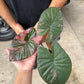 (3) Serendipity Pink (1) Homalomena reserved for Lauren Marshall