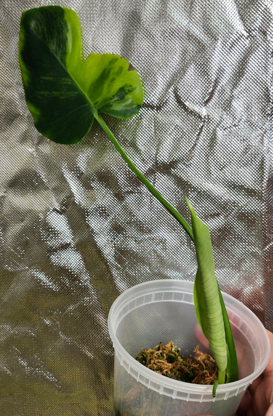 Monstera lime lemon reserved for  Ephraem Tend