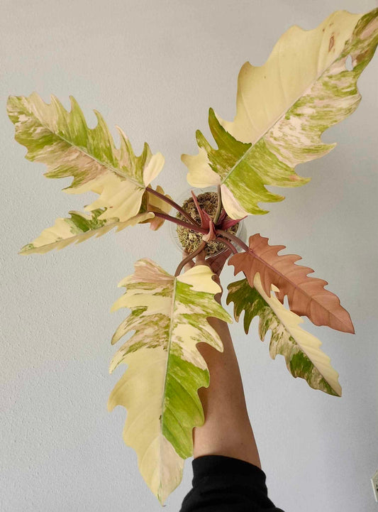 Philodendron Caramel Marble, A. Maharani albo corm, three  A. Thai Amazonica Pink Albo corms and A. Serendipity Gold reserved for Andrea Williams