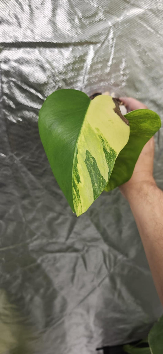 Monstera Aurea Mid Cut Reserved for Christy Marini