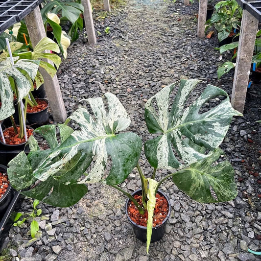 Monstera Bulbasaur + International Shipping + Klarna  5% - Reserved Jerry Calacala