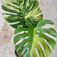 Monstera Jade Dragon and masterpiece indo reserved for Zehn Tropical