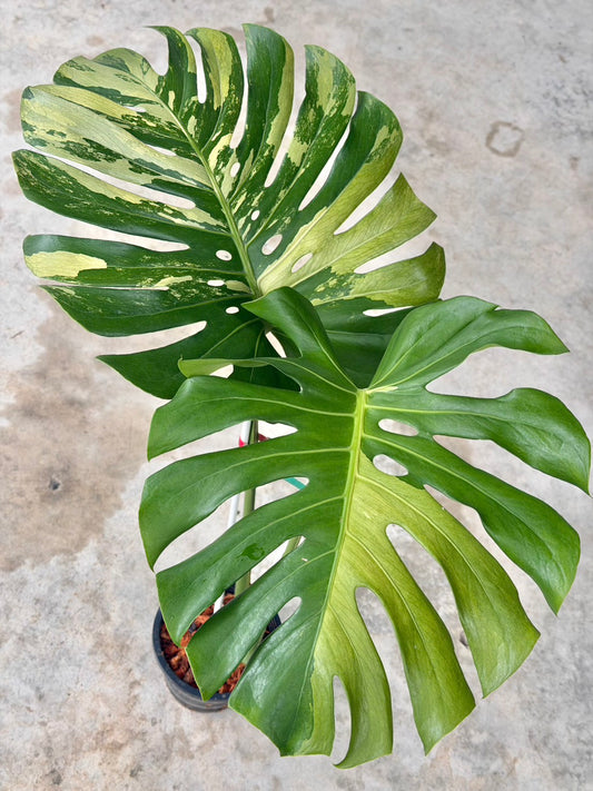 Monstera Jade Dragon and masterpiece indo reserved for Zehn Tropical