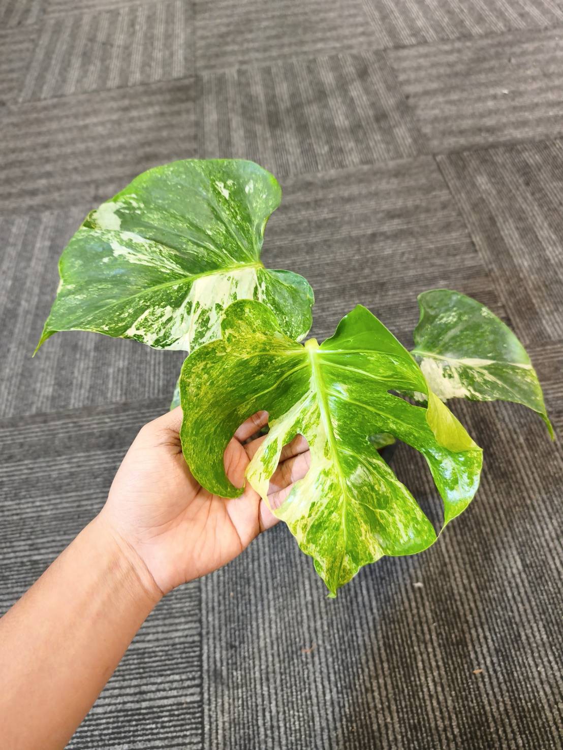 Monstera Ocean Mint + Monstera Electrolyte King + International Shipping  x2 + 5% Pay in 4- Reserved Tami Dunn