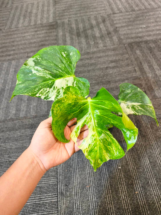 Monstera Ocean Mint + Monstera Electrolyte King + International Shipping  x2 + 5% Pay in 4- Reserved Tami Dunn