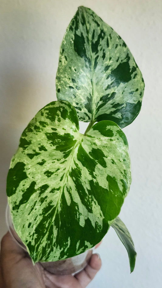 Monstera Bulbasaur #4- Reserved Sam Bivans