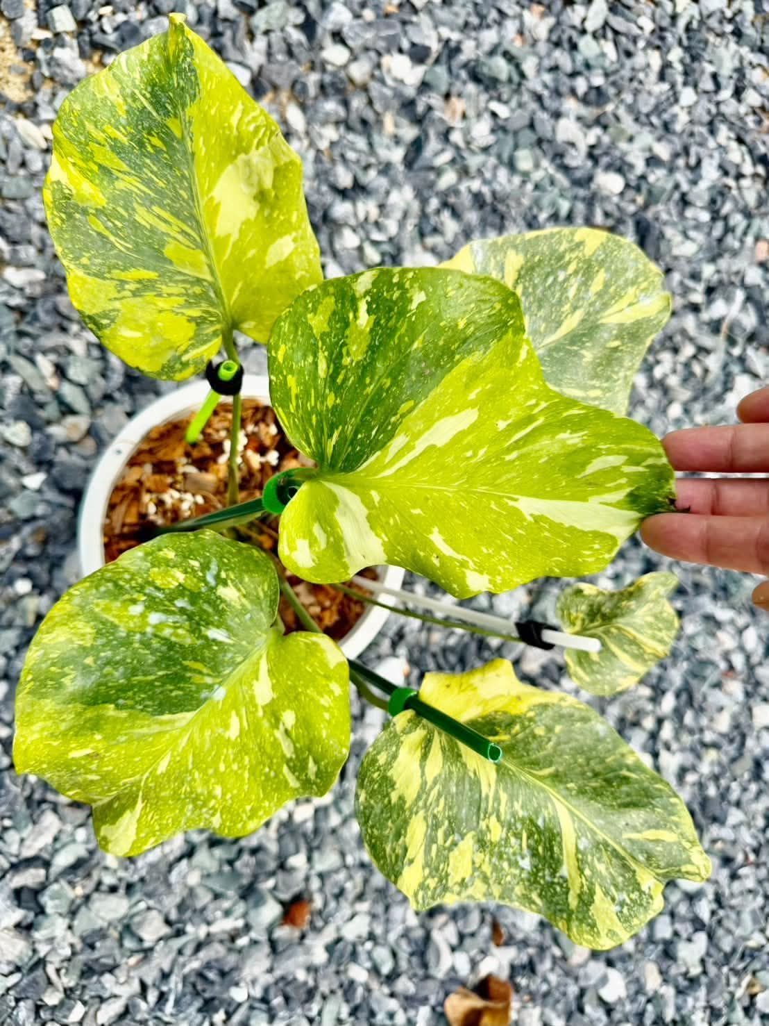 Monstera Golden Lion + Air Cargo + 5% Klarna - Reserved Naomi Garcia