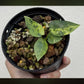 Alocasia Epi silver lime lava & reginae Aurea Reserved for Marrisa Locke