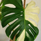 Monstera Deliciosa White Tear reserved for Bim Flores