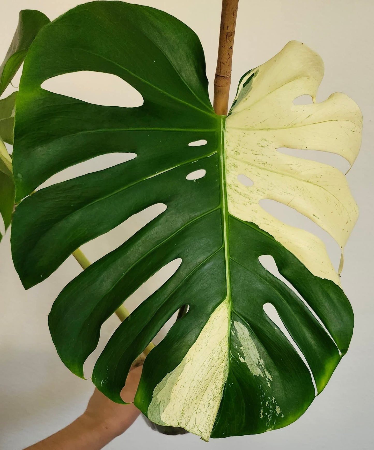 Monstera Deliciosa White Tear reserved for Bim Flores