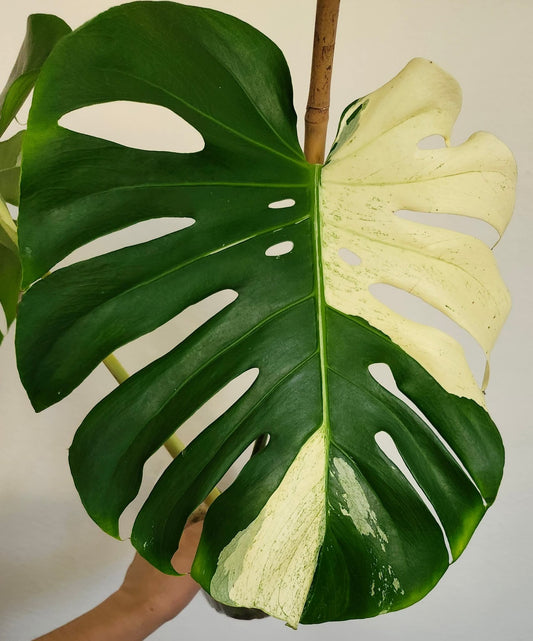 Monstera Deliciosa White Tear reserved for Bim Flores